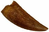 Serrated, Raptor Tooth - Real Dinosaur Tooth #296167-1